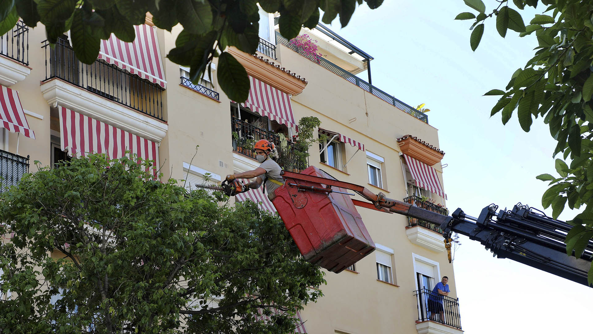 El Ayuntamiento inicia el Plan de Poda en San Pedro Alcántara