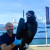 Rescatan un buitre negro en Puerto Banús