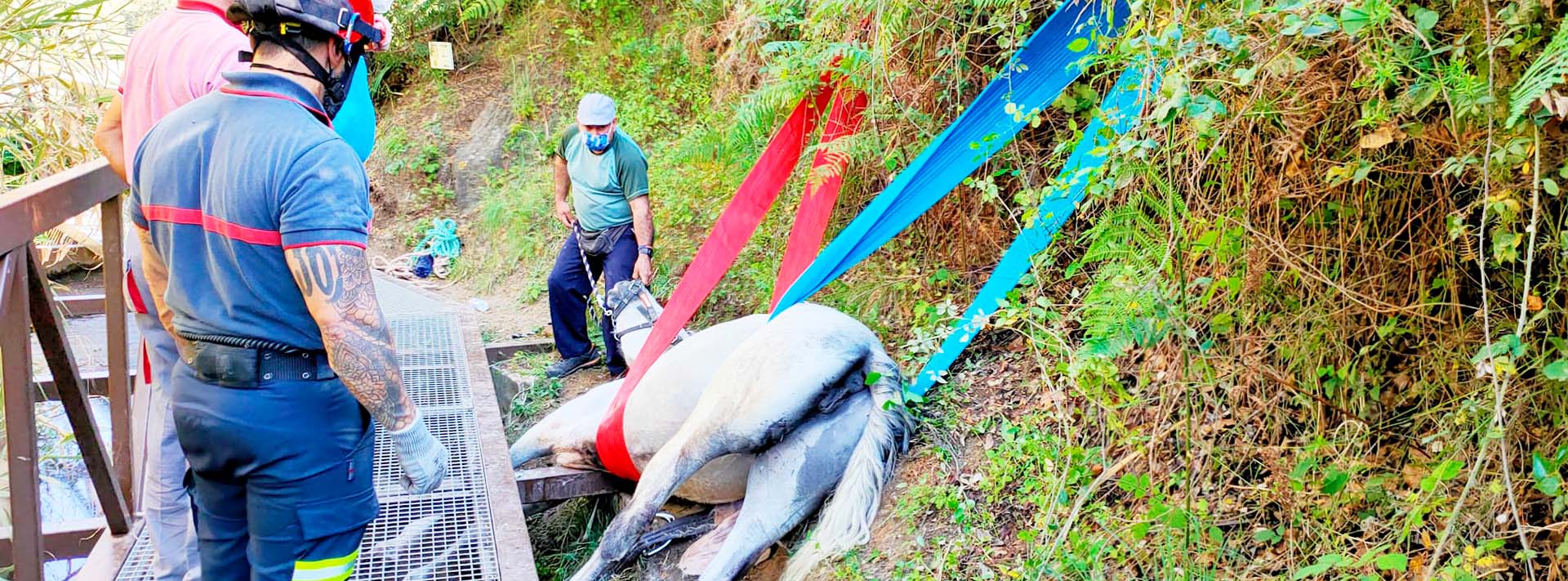 Bomberos rescatan a una yegua atrapada en una acequia 